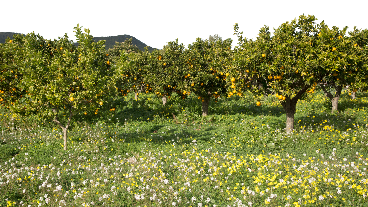 Jackson Ranch lemon grove