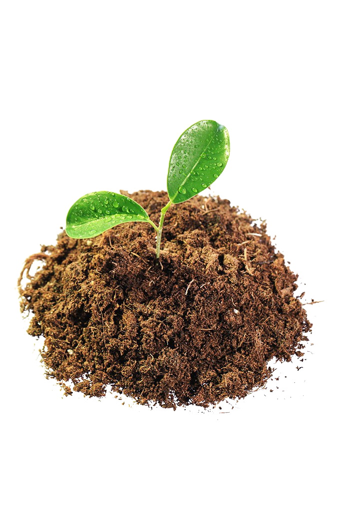 Seedling in soil